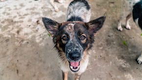 Picture of a rescued dog