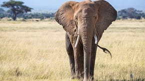 Elephant