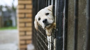 Puppy in a rescue centre