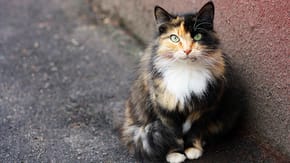 Black, ginger and white cat