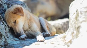 Sleeping stray dog