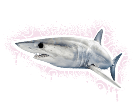 A shortfin mako shark