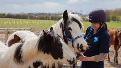 A Blue Cross worker with a horse