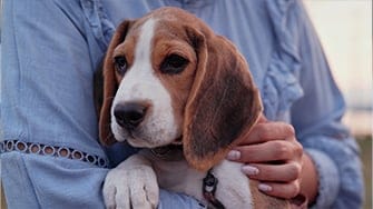 A Beagle gets a cuddle