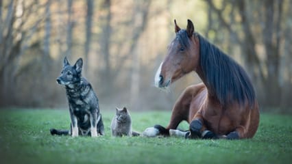 A dog, cat and horse sit together in a field