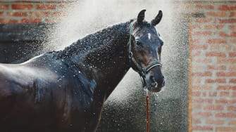 A black horse being showered