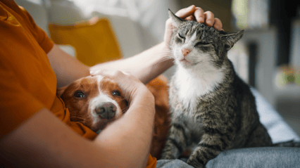 A dog and cat recieving affection from a human