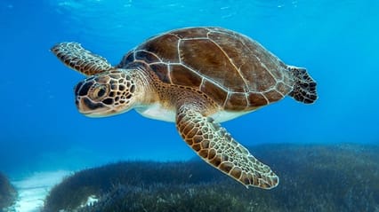 A Green Turtle - an endangered species