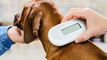 A human is using a microchip reader to detect a microchip in a dog