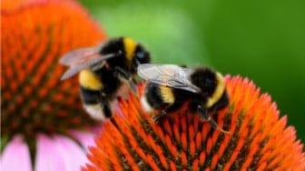2 bumblebees on a flower