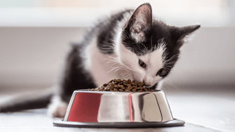A cat eats from a metal bowl on the floor