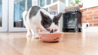 A grey and white cat eats from a bowl on the floor