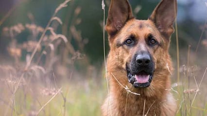 German shepherd dog