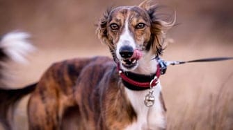 A thin, long haired dog, licking their lips whilst the wind blows their hair
