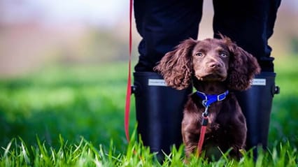 Cocker Spaniel