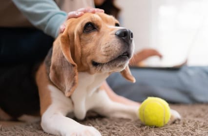Senior dog with a ball