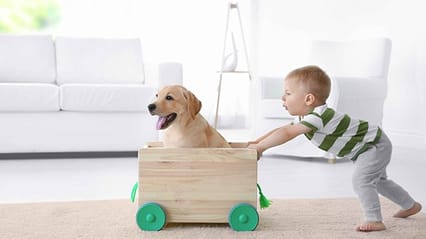 A toddler pushing a Labrador in a crate on wheels
