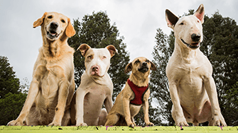 Picture of 4 different breeds of dog