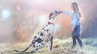 A large dog receiving a treat from a young girl