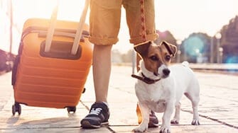 Dog with a suitcase