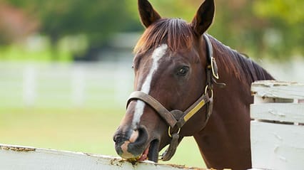 A brown horse nibbling a fence 