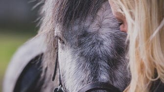 Horse being stroked 