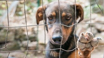 A dog stares out from behind a wire fence