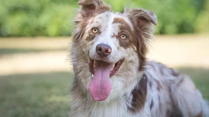 A brown and white dog with their tongue hanging out as they try to cool themselves on a hot dog