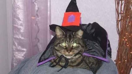 A cat dressed up as a witch