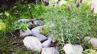A small garden grave with rocks making the space and a lavender plant