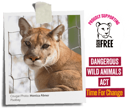 An image of a Cougar alongside the words "proudly supporting Born Free"