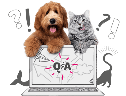 A dog and cat above a laptop displaying Q&A