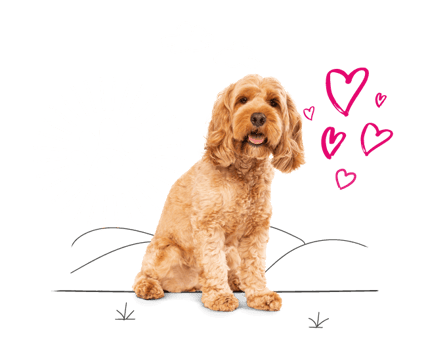 Cockapoo sitting nicely