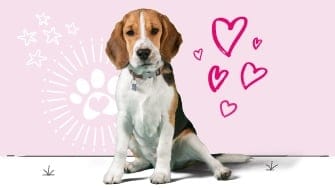 Beagle insurance