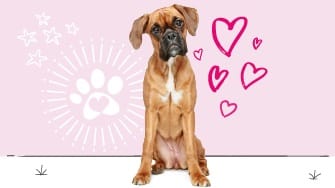 Boxer insurance