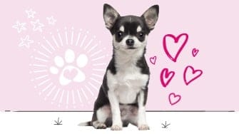 Chihuahua insurance
