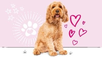 Cockapoo insurance