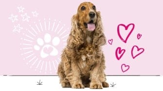 Cocker spaniel insurance