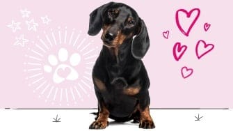 Dachshund insurance