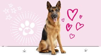 German shepherd insurance