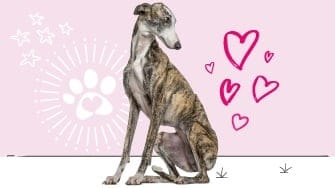 Greyhound insurance