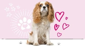 Cavalier King Charles spaniel insurance
