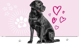 Labrador insurance
