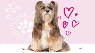 Lhasa Apso insurance
