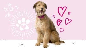 Lurcher insurance
