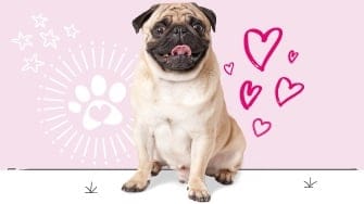 Pug insurance