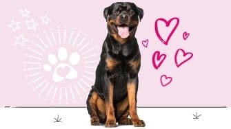 Rottweiler insurance