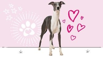Whippet insurance