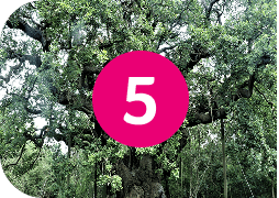 Major Oak Trail - 5