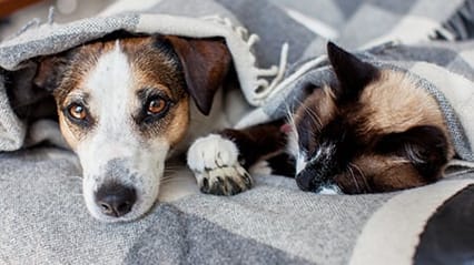 How to help your pet through the loss of their sibling